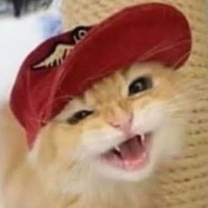 Meet your Posher, Kittykins